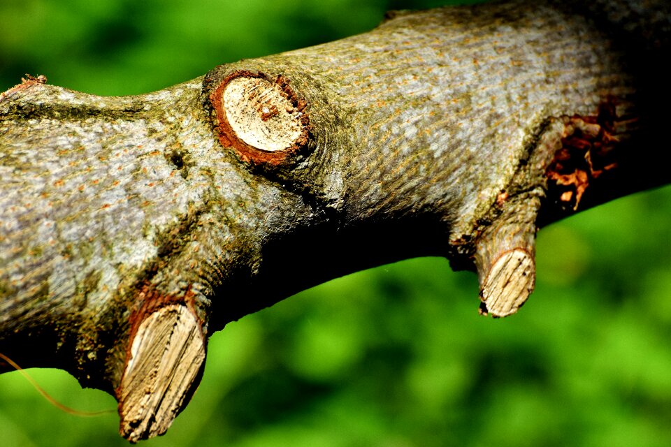 Aesthetic wood branches