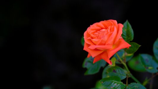 Blossom bloom orange