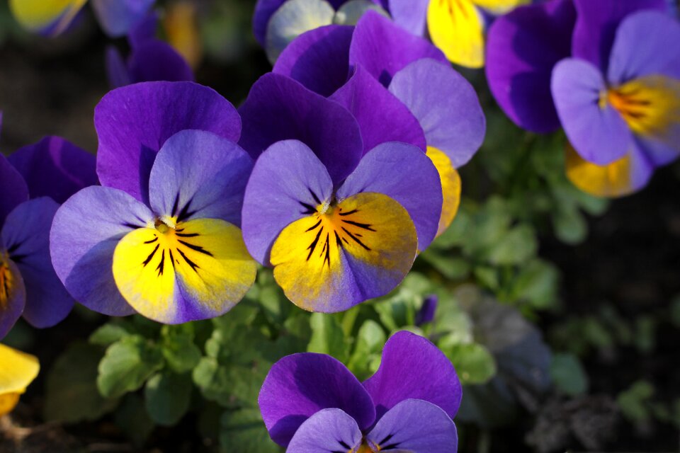 Bloom violet yellow