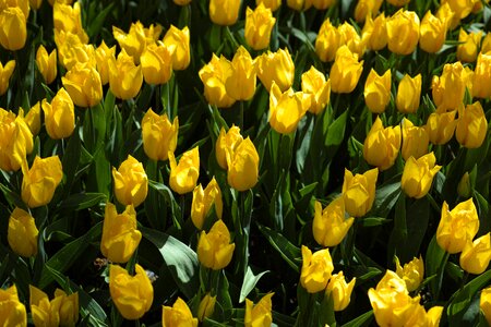 Nature yellow tulip plant