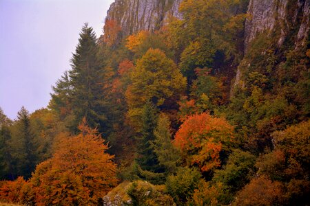 Trees colors mountain photo