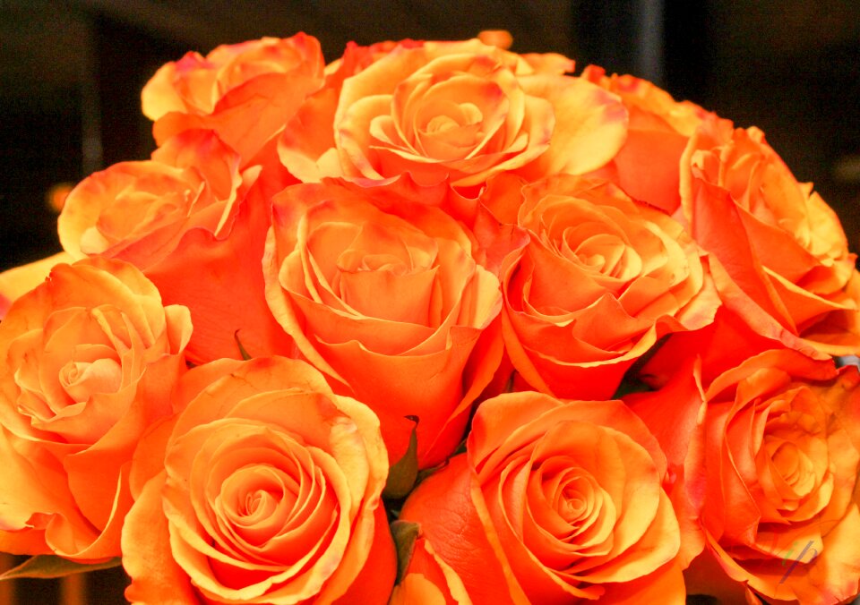 Petal love orange love