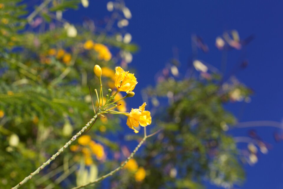 Yellow flower blue sky tree
