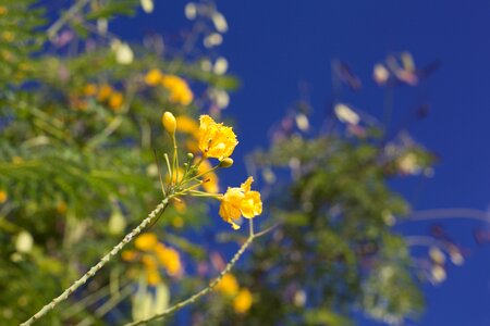 Yellow flower blue sky tree photo
