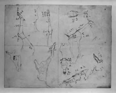 Antoine-Louis Barye - Measured Drawing of Giraffe - Walters 372222
