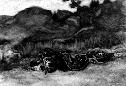 Antoine-Louis Barye - Python Swallowing a Roe-Deer - Walters 37835