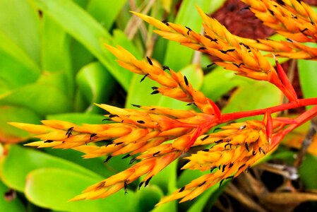 Close up color flower