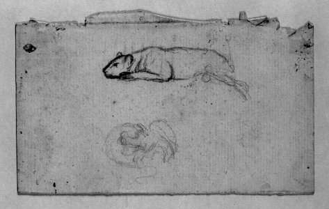Antoine-Louis Barye - Sketch of a Tiger Rolling on Its Back - Walters 372182