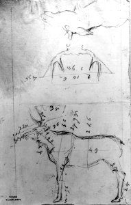 Antoine-Louis Barye - Sketch of Elk with Measurements and Antlers - Walters 372249