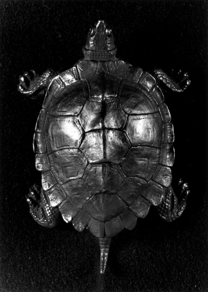 Antoine-Louis Barye - Turtle - Walters 2756 - Top
