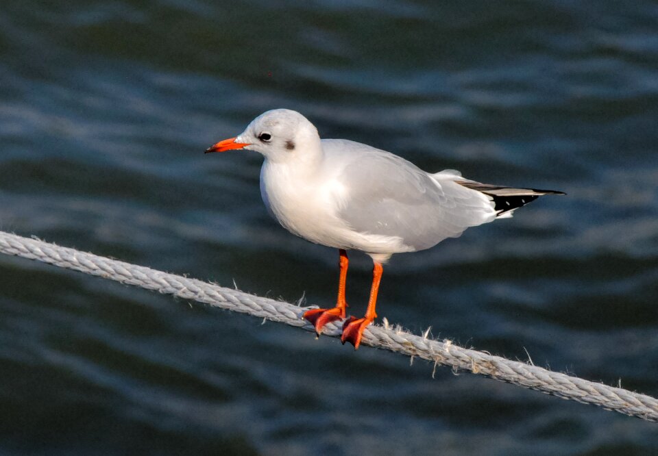 Nature sea animal