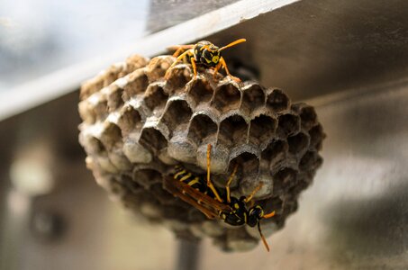 Bees nature combs