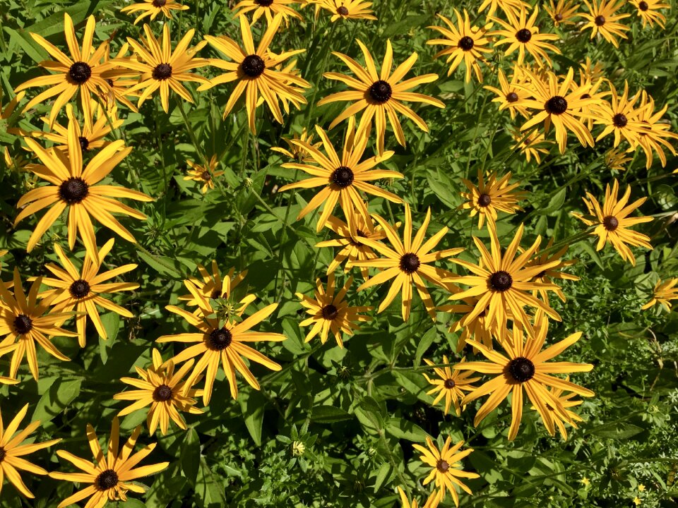 Flower yellow blossom