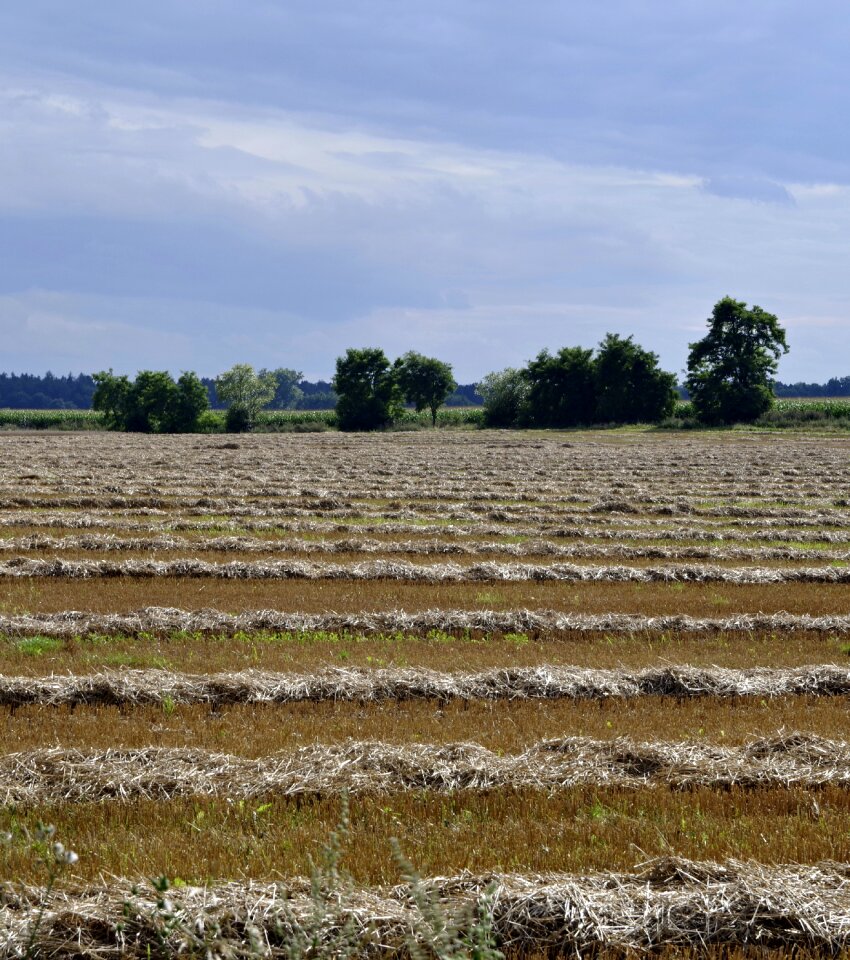 Straw the cultivation of field