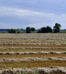 Straw the cultivation of field