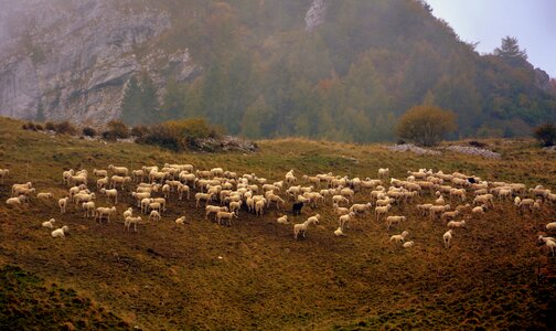 Sheep prato mountain