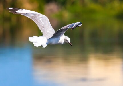 Wingspan feathers eye
