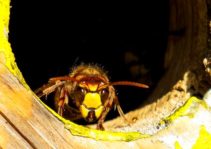 Nest hornissennest einflugloch