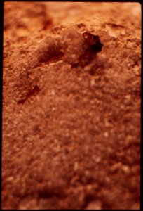 Ants-in-the-imperial-valley-may-1973 6990259702 o