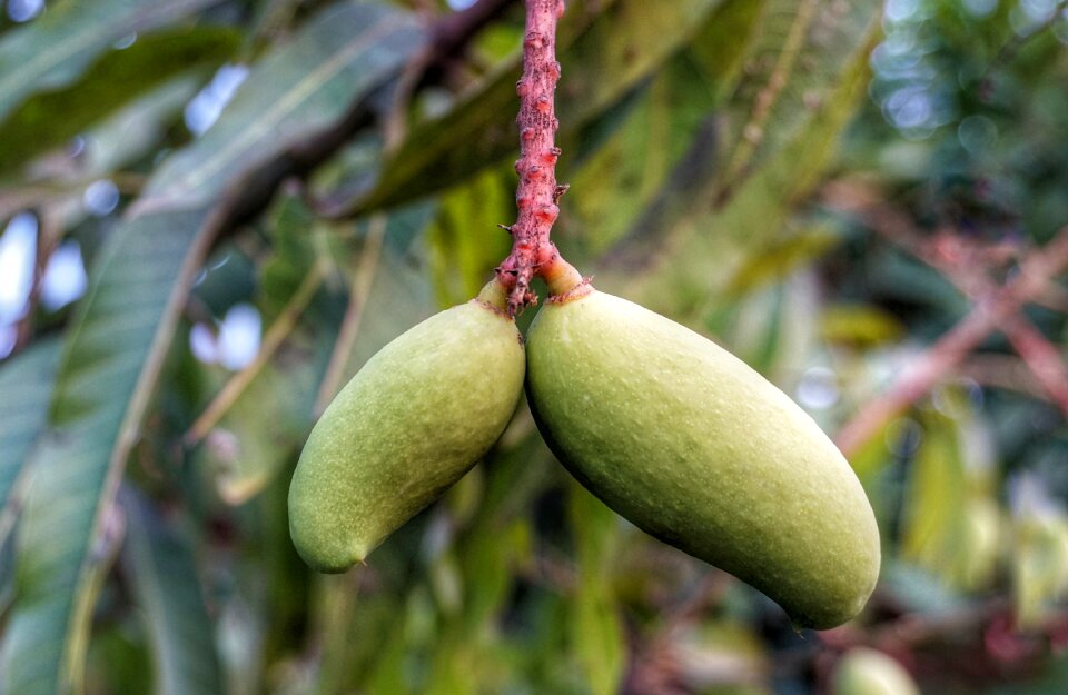 Hanging single stem nature