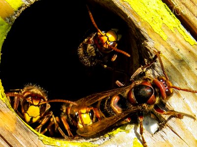 Nest hornissennest einflugloch