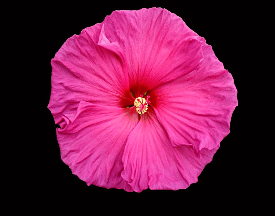 Pink gardening floral
