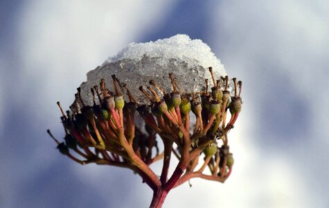 Plant winter cold photo