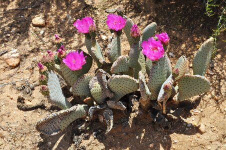 Pink plant succulent photo