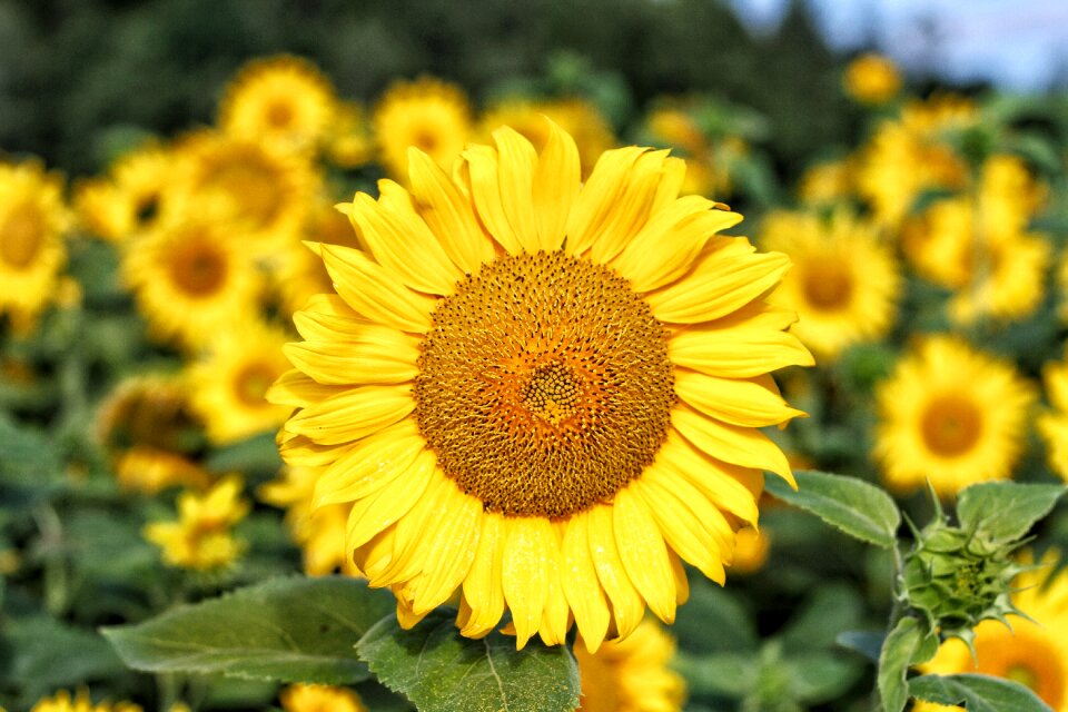 Yellow green leaves photo