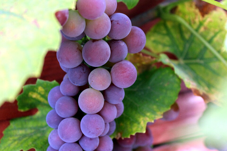 Nature closeup healthy