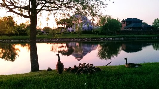 Reflection canadian geese geese family
