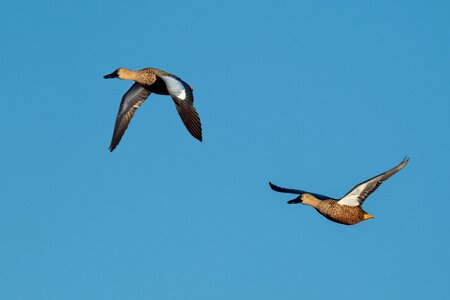 Sky flying flight photo