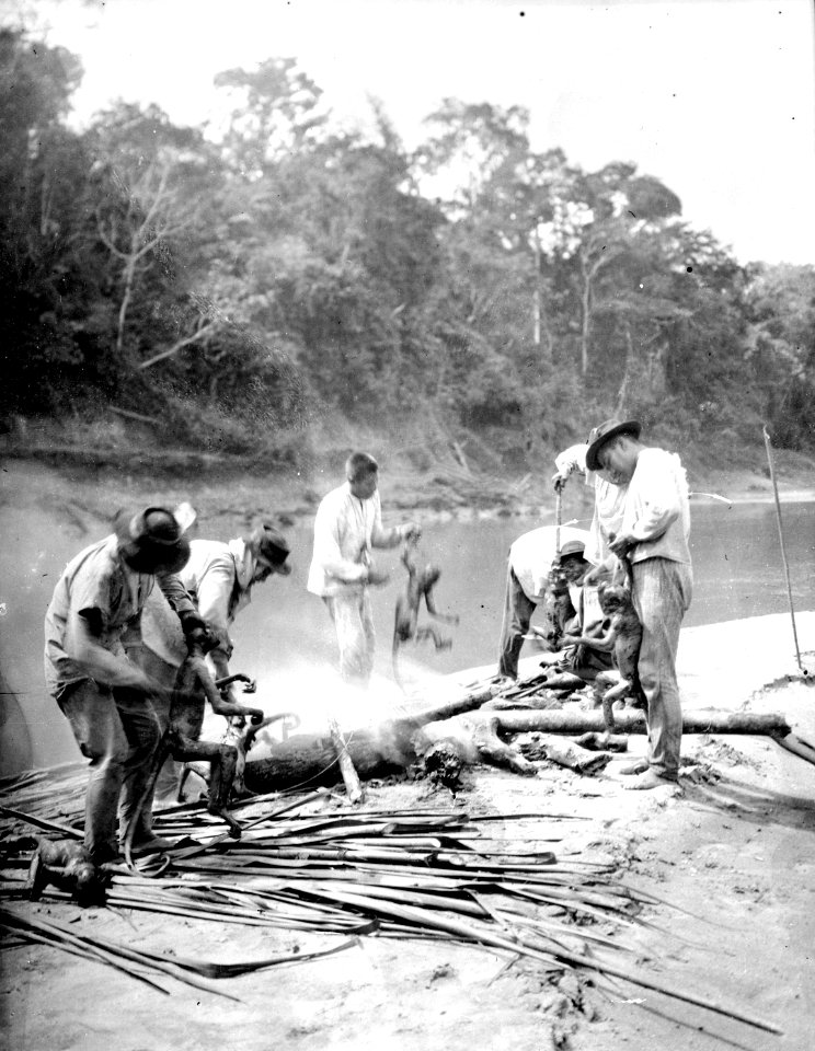 Apor rostas till förråd efter en stor jakt. Det är vrålapor. Rio Madidi. Bolivia - SMVK - 005042