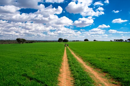 Spain tree sky