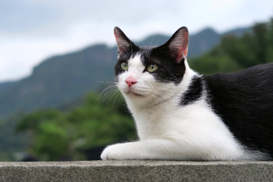 Cute animal nature