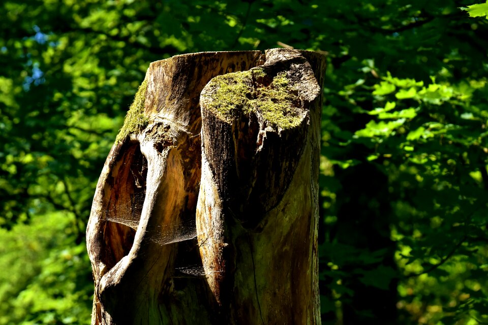 Nature wood tree trunks