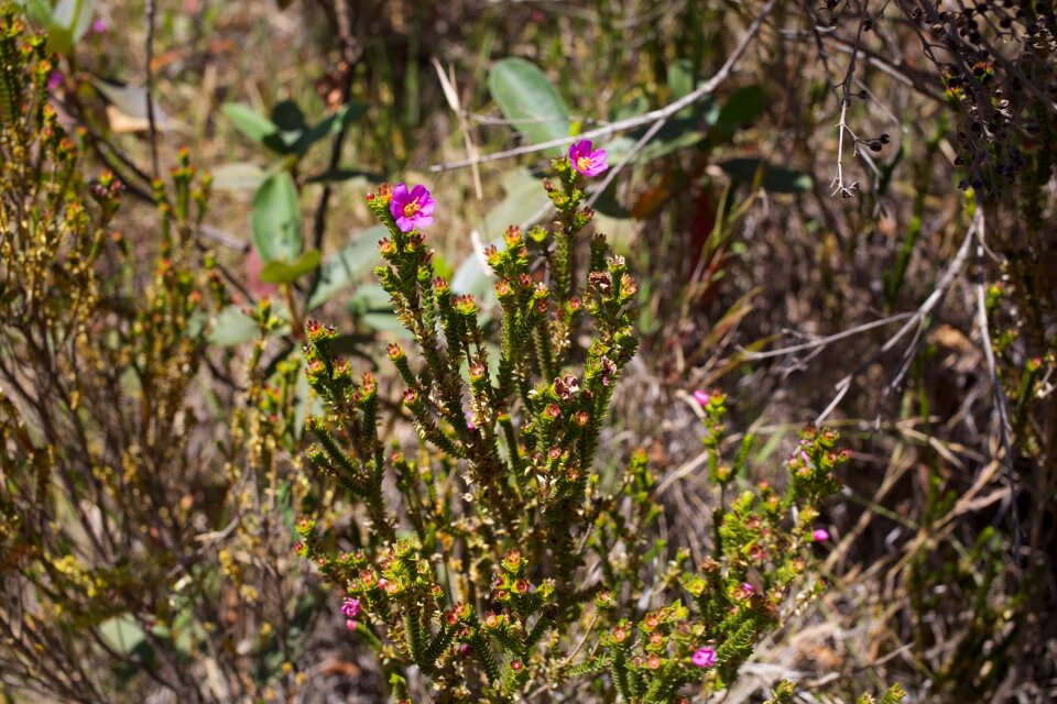 Flower cerrado pink flower cerrado