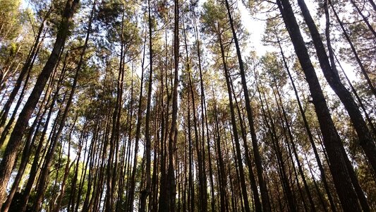 Pine forest trees