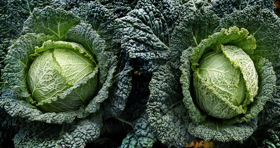 Field field order vegetable patch