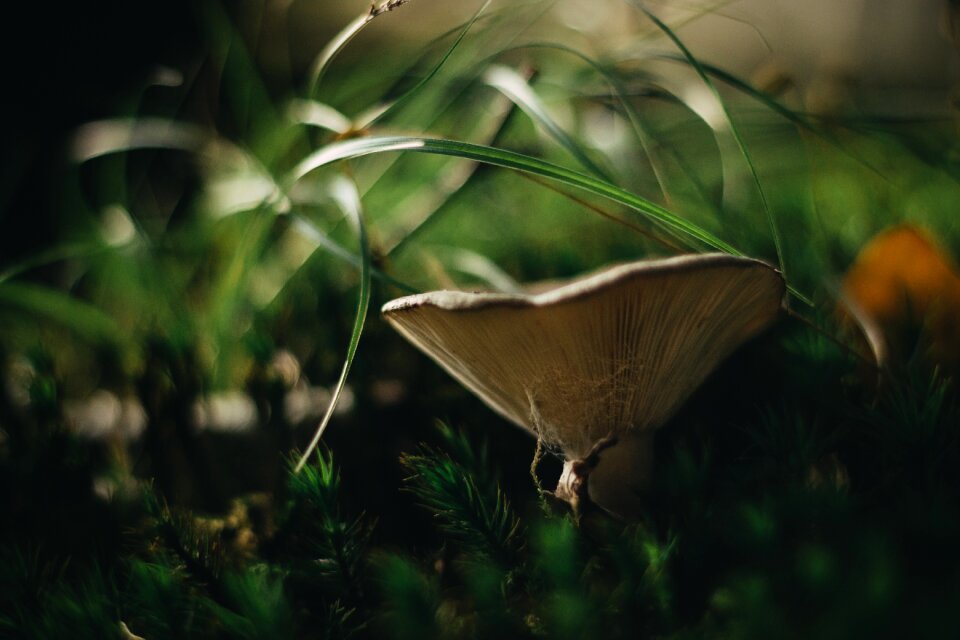 Autumn nature moss