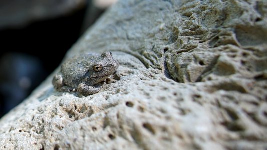 Aquatic Herpetofauna Long-Term Monitoring (33685357076)