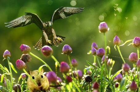 Falcon mouse hunts