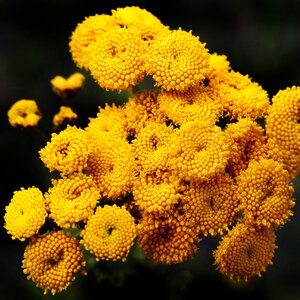 Faerbepflanze tubular flowers flower basket