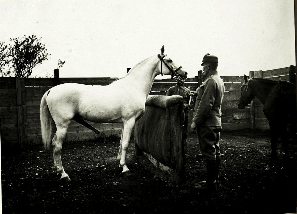 Araberhengst der Beschälstation in Kalusz, Mai 1917. (BildID 15591075)