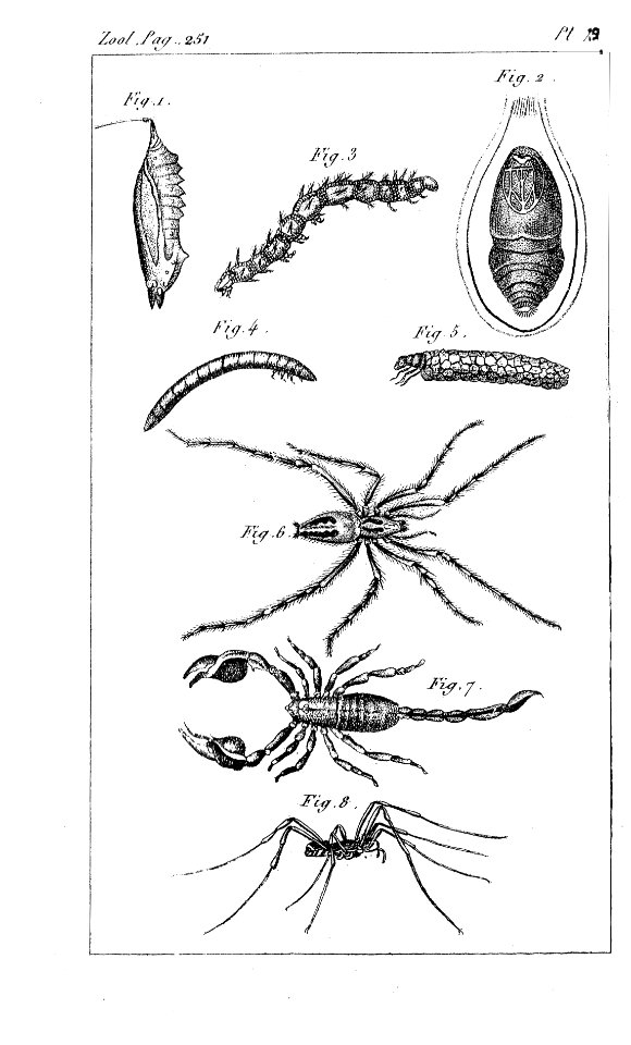Arachnidés