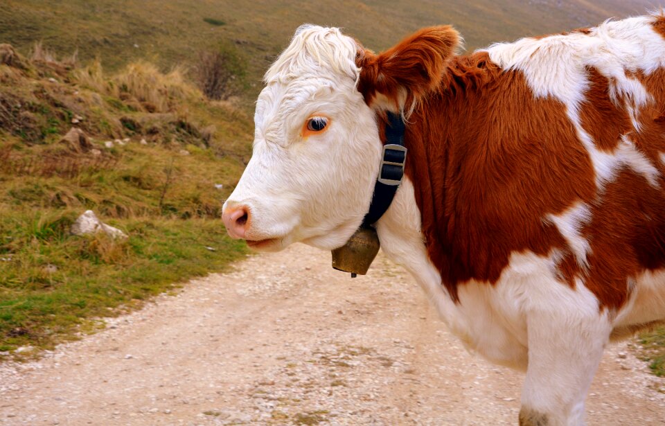 Trail mountain cattle
