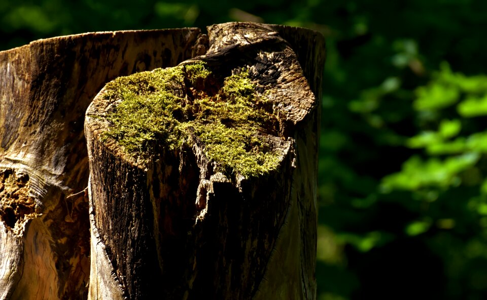 Nature wood tree trunks