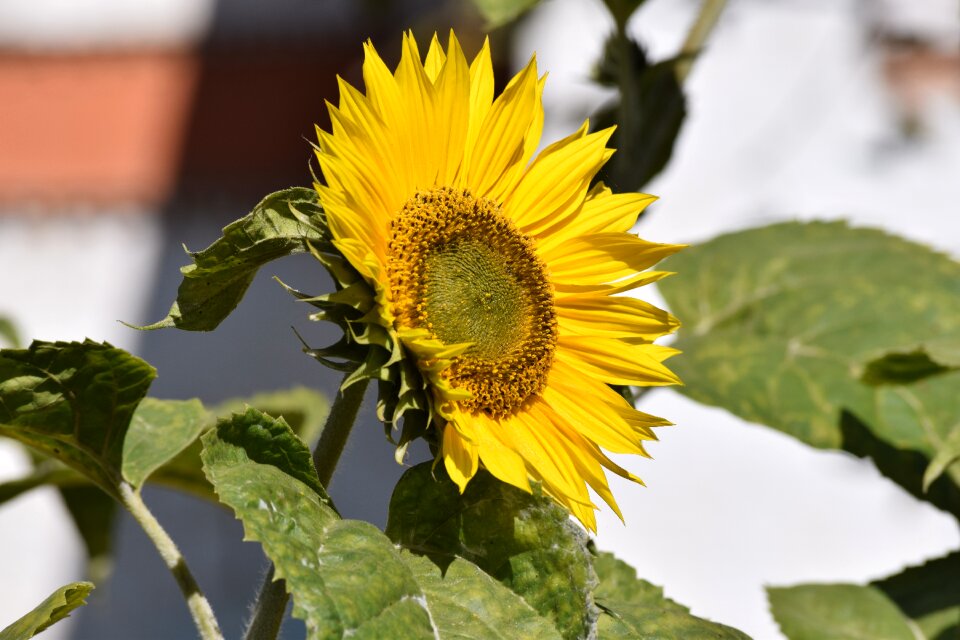 Nature summer blossom