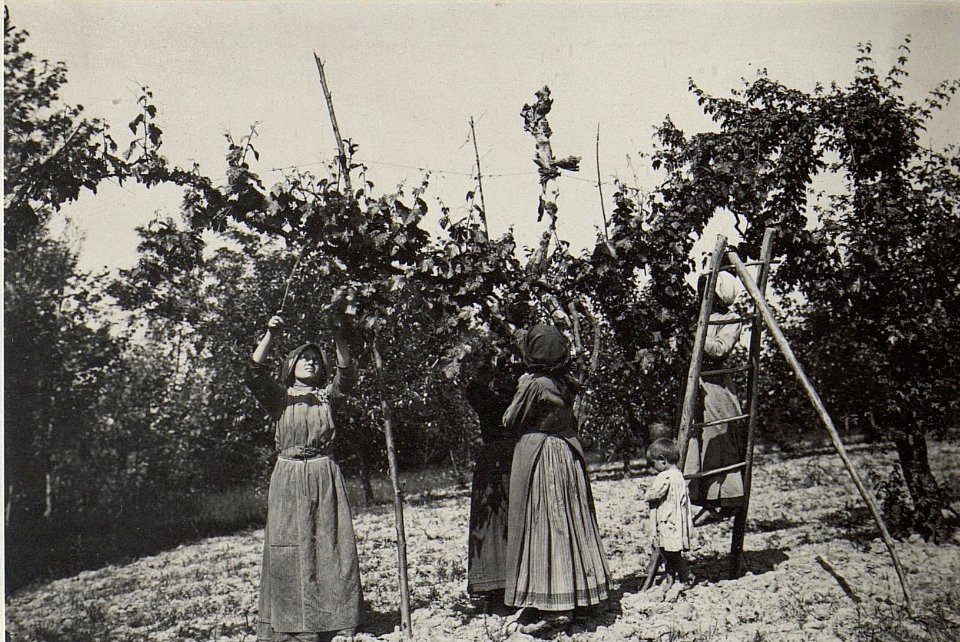 Arbeitende ital. Kinder. (BildID 15669167)