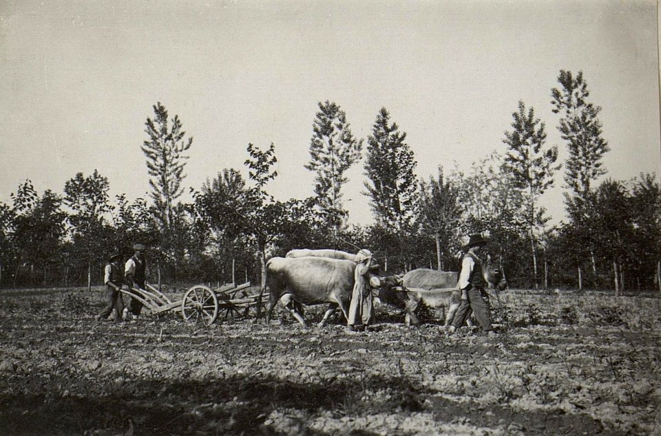 Arbeitende ital. Kinder in Franzenigo (BildID 15669160)